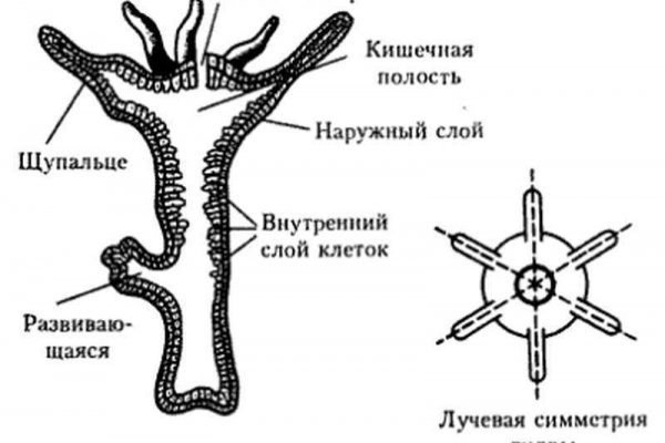 Кракен сайт 17at